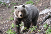 Vyhlásenie mimoriadnej situácie - výstraha k výskytu medveďov 1
